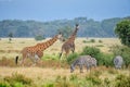 RothschildÃ¢â¬â¢s Giraffe at Lake Nakuru national park Kenya